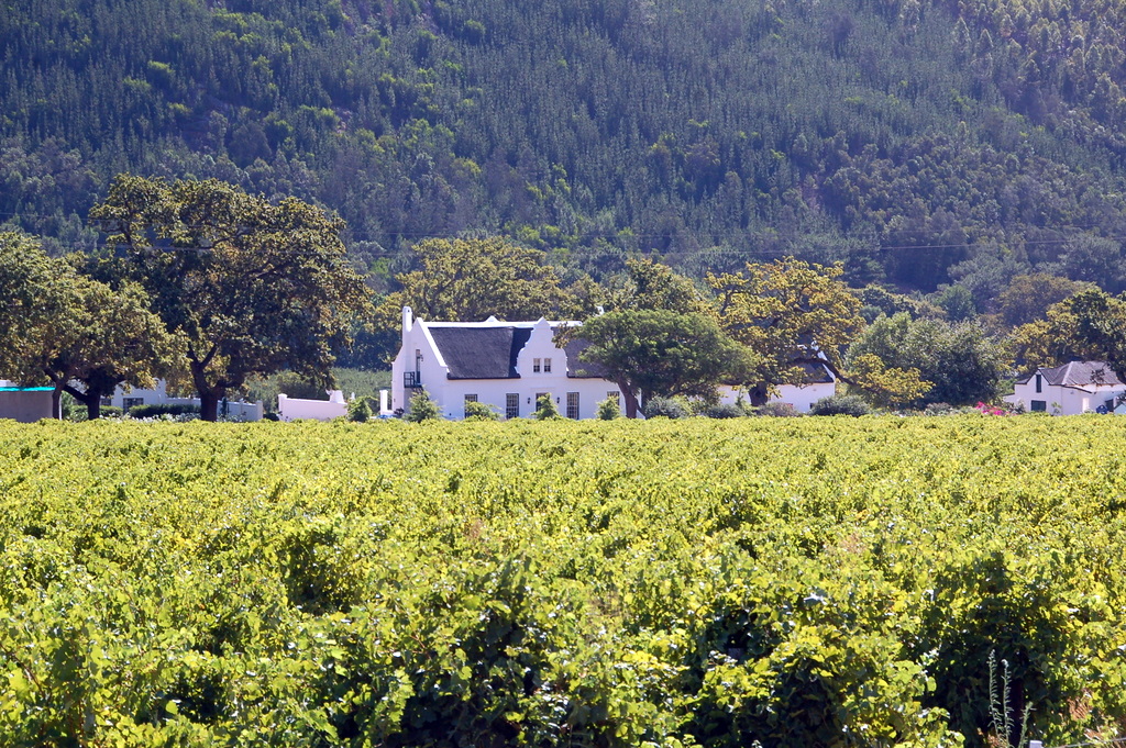 Winefarm near Franschhoek