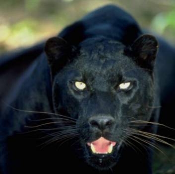 Schwarzer Panther im Krüger Nationalpark