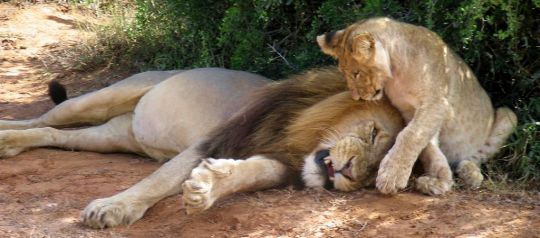 Löwen im Addo Nationalpark