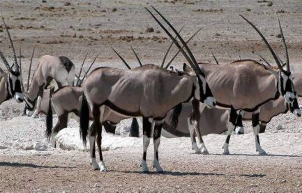 Namibia - Oryx / Etosha